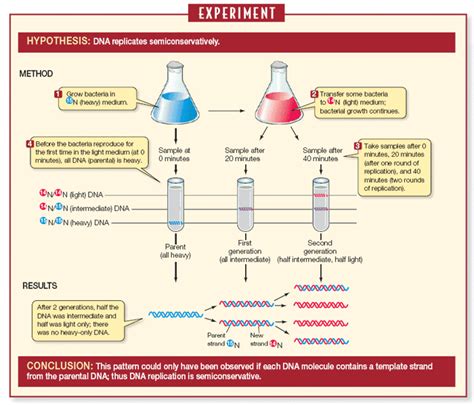 meselson and stahl experiment explained.